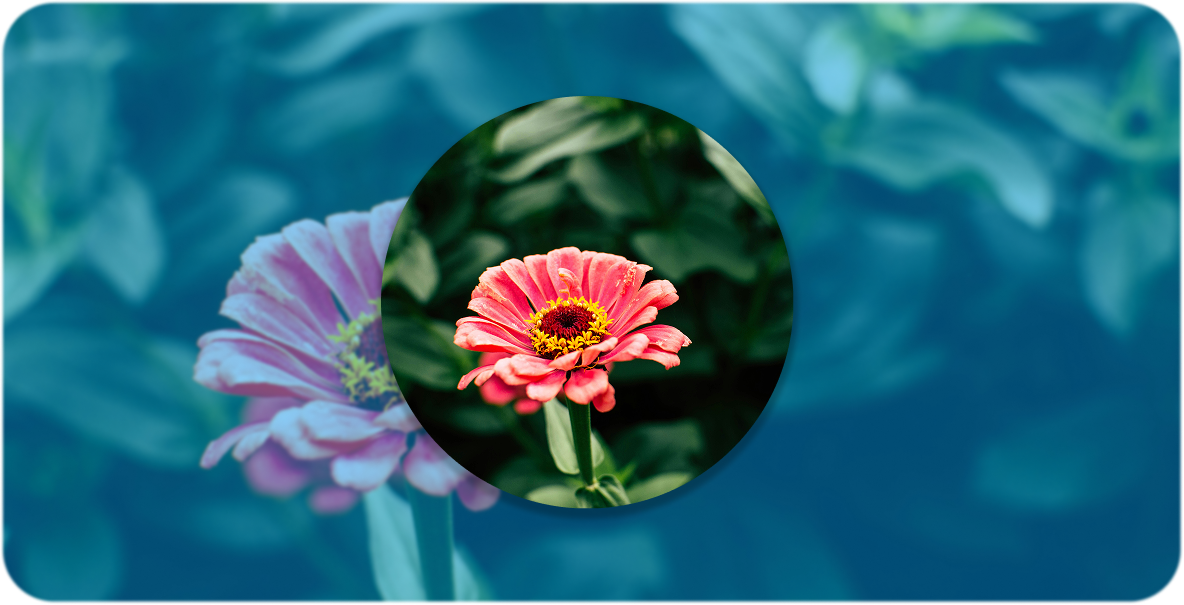 A photo of a flower.