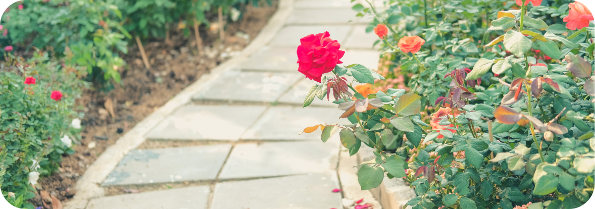 A photo of a pathway through fields of flowers. Strolling through Araluen Botanic Park in Perth Hills is one of the best activities for seniors in Perth.