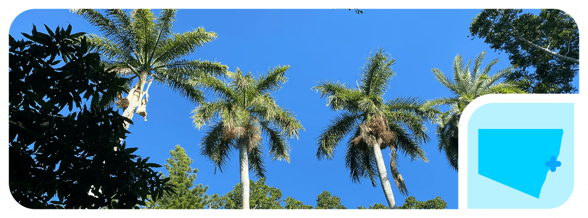 A photo of trees in Rockhampton, where The CareSide provides the best home care in QLD.